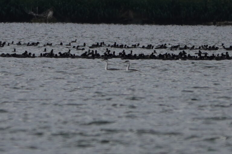 Two Western Grebes in front of a small section of the American Coot raft.