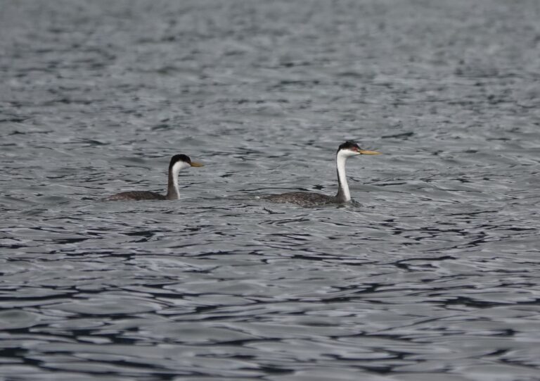 Mostly grown young (L) and adult (R) Western Grebe.
