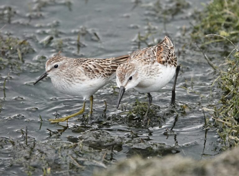 Juvenile Least and Western sandpipers