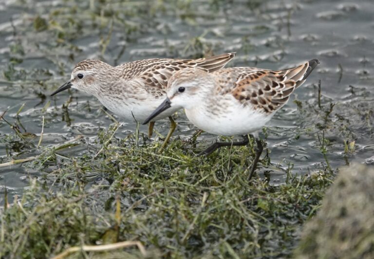 Juvenile Least and Western sandpipers
