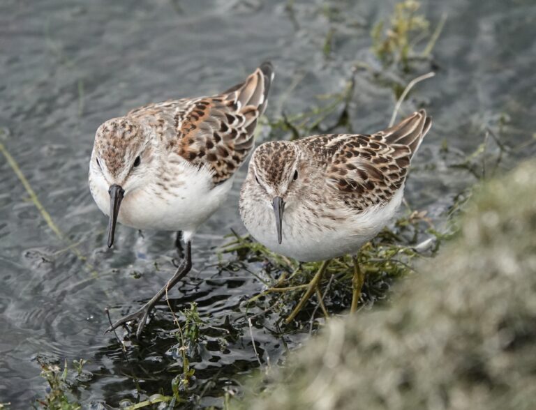 Juvenile Western and Least sandpipers