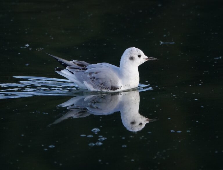 First-winter Bonaparte's Gull on the water