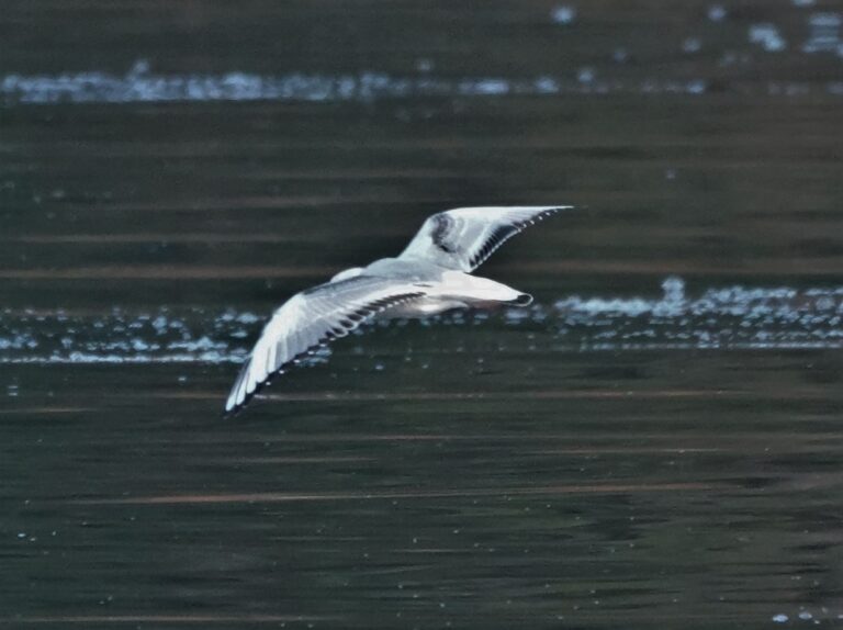First-winter Bonaparte's Gull in flight.