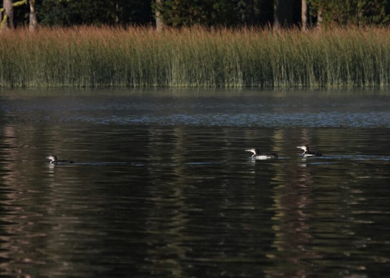 Three of four Common Loons