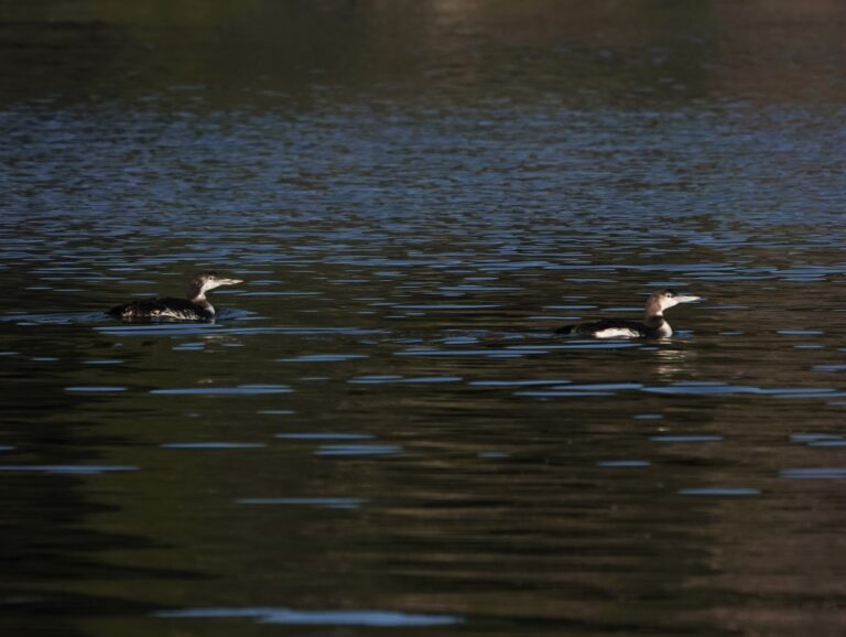 Two of four Common Loons