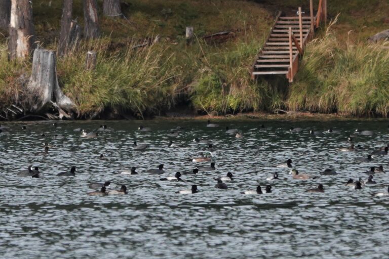 Lesser Scaup, American Coots, and a few American Wigeon.