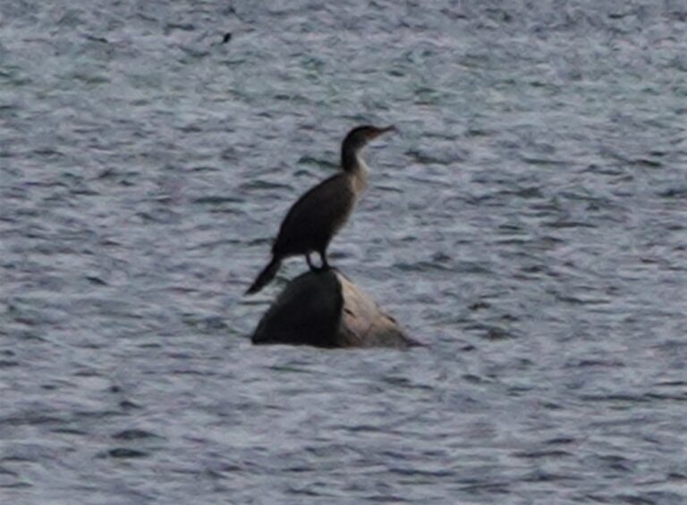 The only Double-crested Cormorant we saw all day.