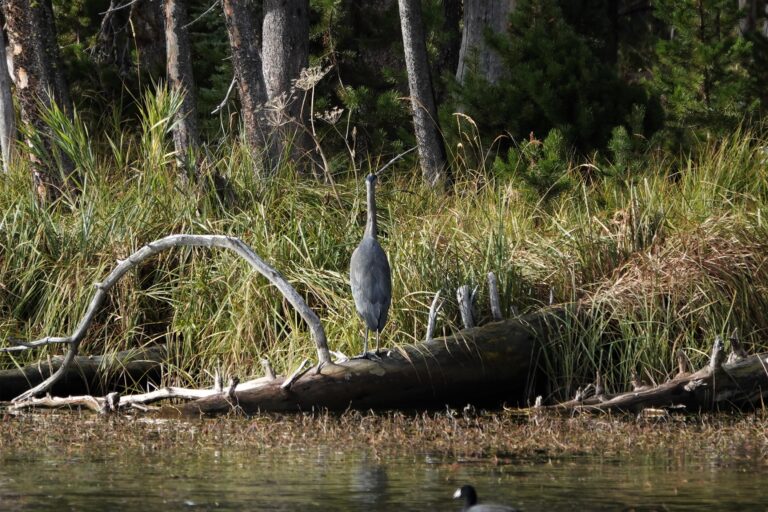 This Great Blue Heron is ignoring us and pretending to be a dead stump, I guess.