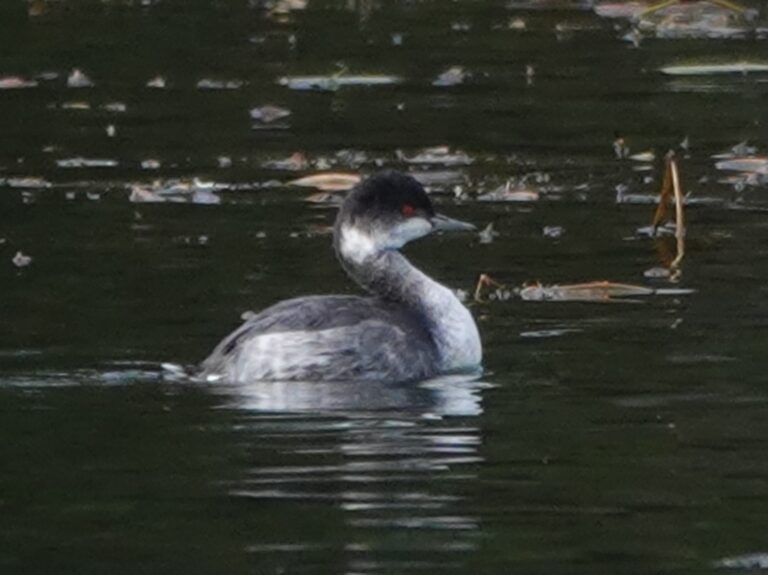 This grebe is one we thought at a distance in binoculars was a Horned Grebe--it looked very white on its cheeks and neck--but clearly is just a bright Eared Grebe.