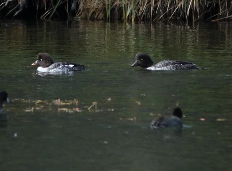 A young Barrow's Goldeneye follows an adult female Barrow's Goldeneye; note the difference in shade of the eye.