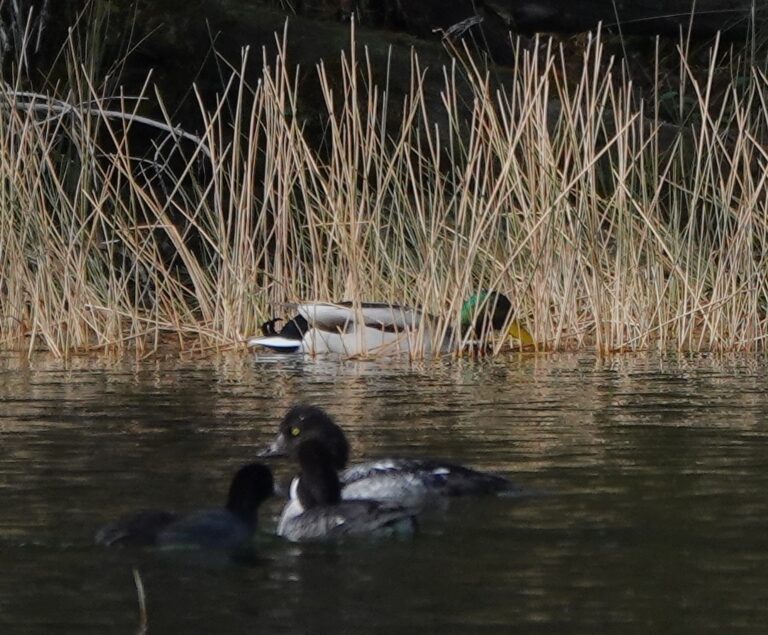A full basic-plumaged male Mallard hides in the reeds behind American Coots and Barrow's Goldeneye.