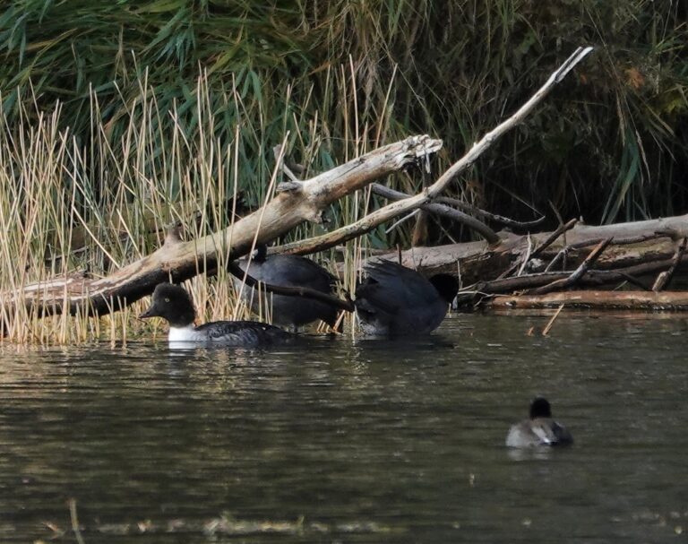 American Coots and young of the year Barrow's Goldeneye.