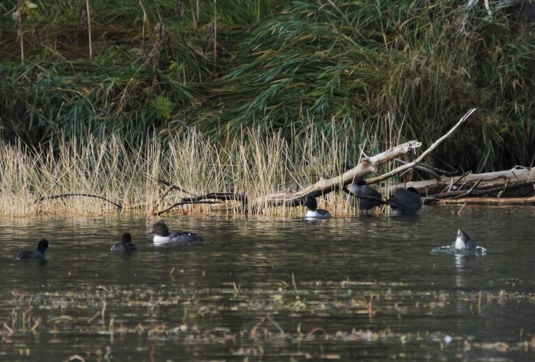 American Coots and young of the year Barrow's Goldeneye.