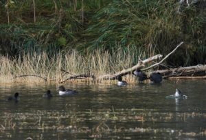 Read more about the article Birding by Boat at Diamond Lake, October 29, 2022