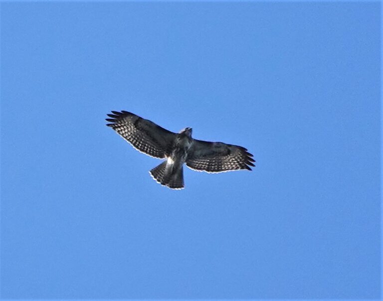 Immature Red-tailed Hawk over South Marsh.