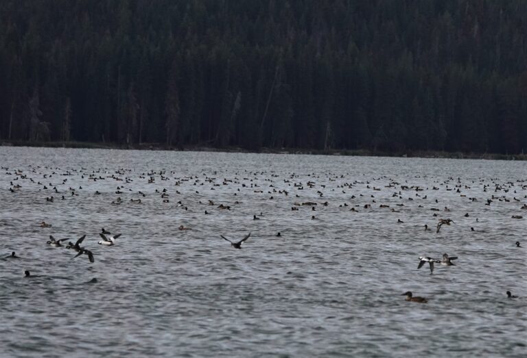 Mixed flocks of waterfowl.