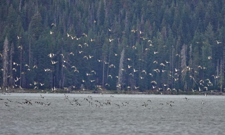 A fraction of a huge flock of Lesser Scaup.