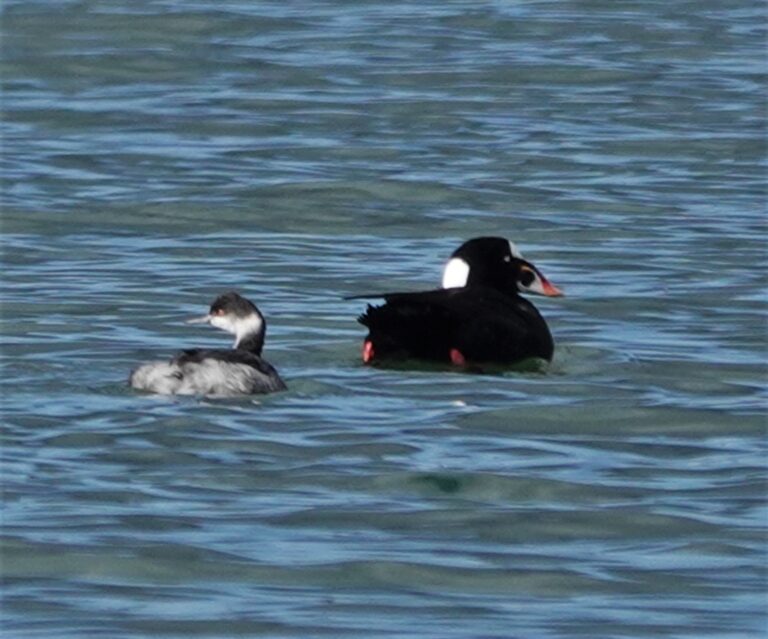 Eared Grebe and adult male Surf Scoter