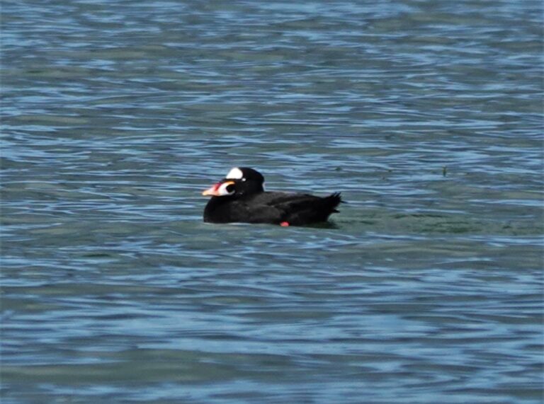 Adult male Surf Scoter