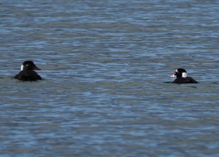 Adult female and male Surf Scoters