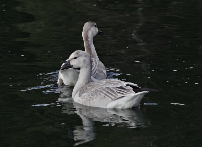 Immature Snow Geese welcome us back to the marina.