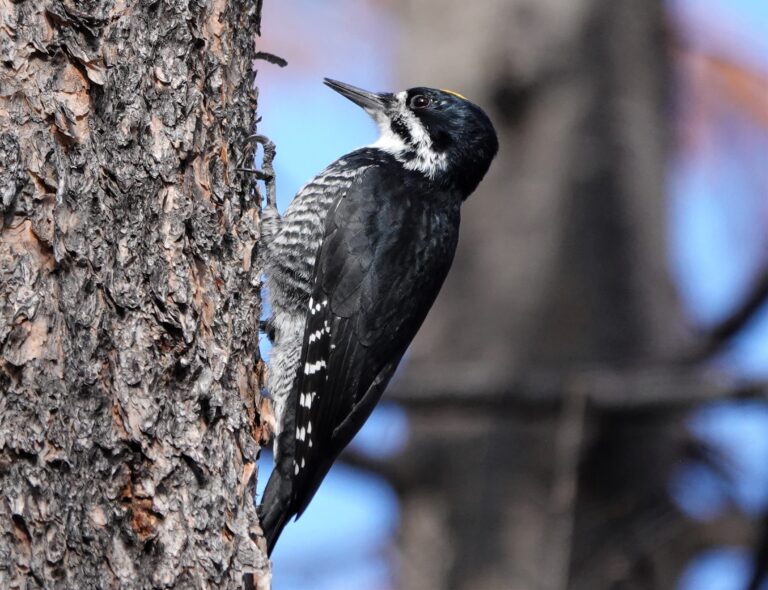 Black-backed Woodpecker.