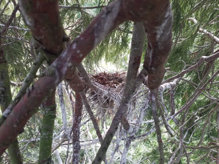 Upper nest viewed from slightly above level.