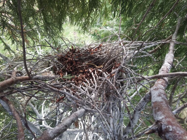 Upper nest showing detail.