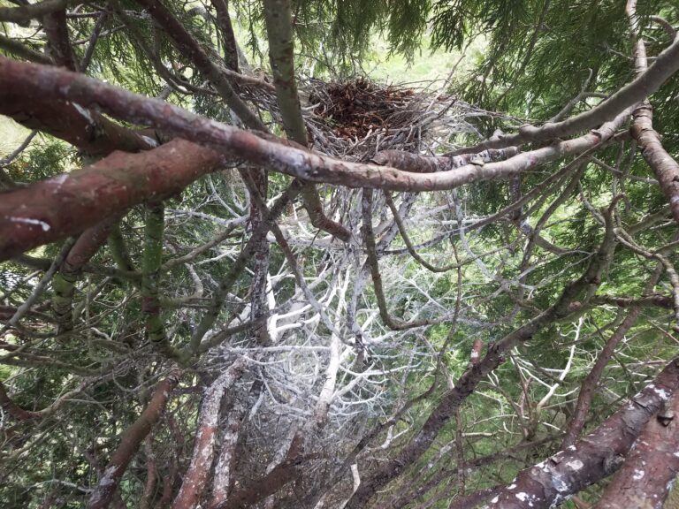 Upper nest and extensive whitewash below.