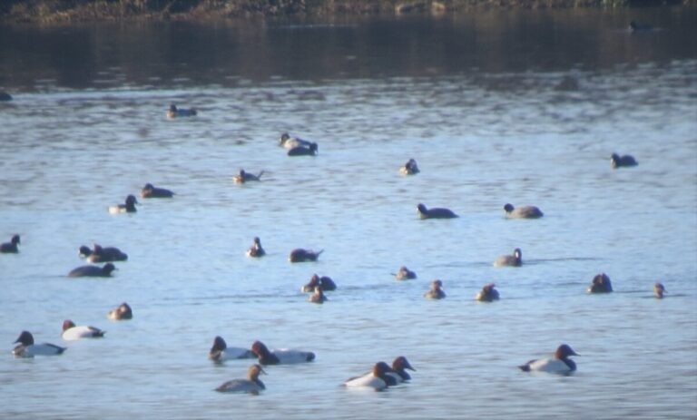 A nice group of Canvasbacks in the lower part of the photo, by Liz Gayner