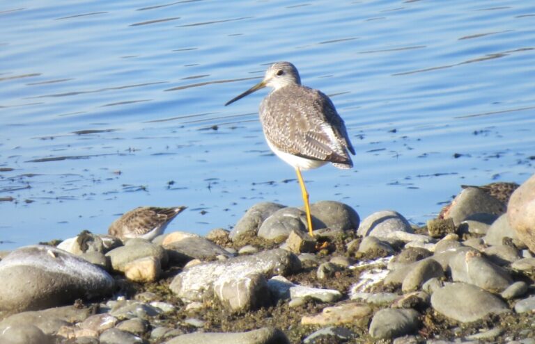 Greater Yellowlegs towering above a couple Least Sandpipers. By Liz Gayner