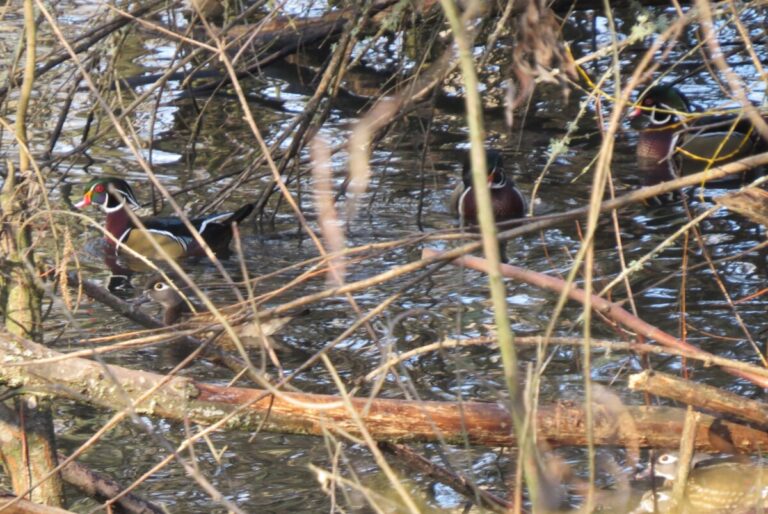 How many Wood Ducks can you see in this photo? By Liz Gayner