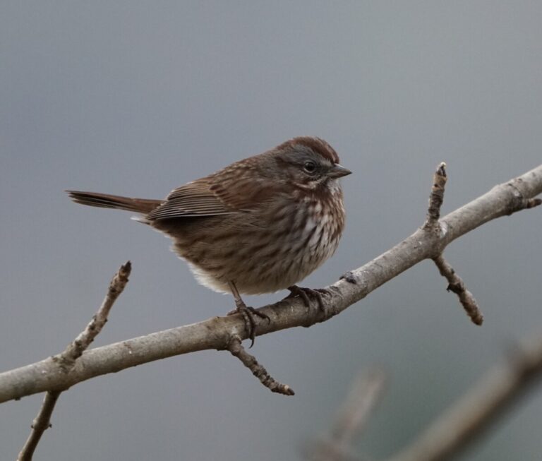 Song Sparrow by Abraham Finlay