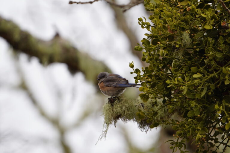 Western Bluebird at mistletow clump by Abraham Finlay