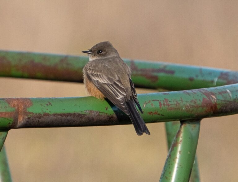 Say's Phoebe by Abraham Finlay