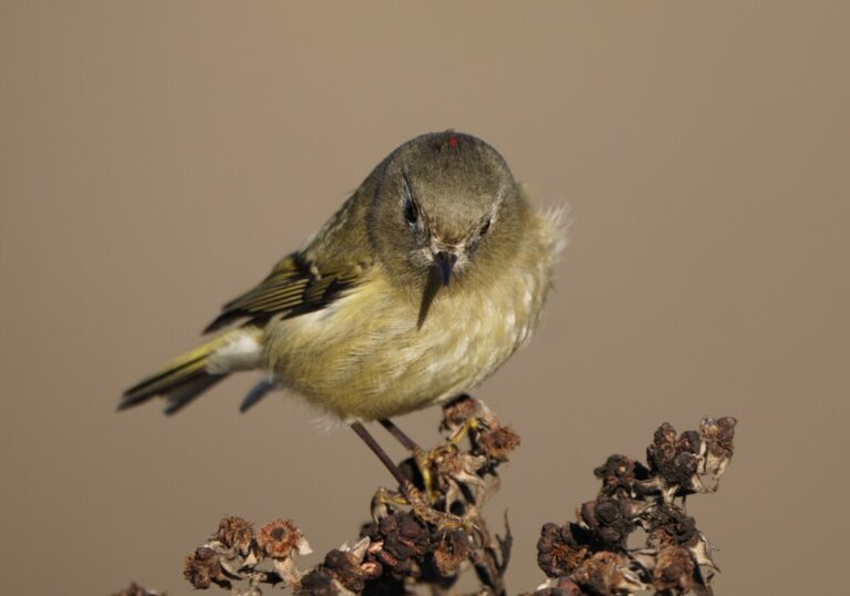Ruby-crowned Kinglet by Abraham Finlay