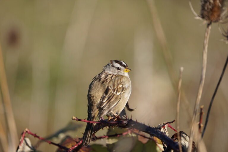 White-crowned Sparrow by Abraham Finlay
