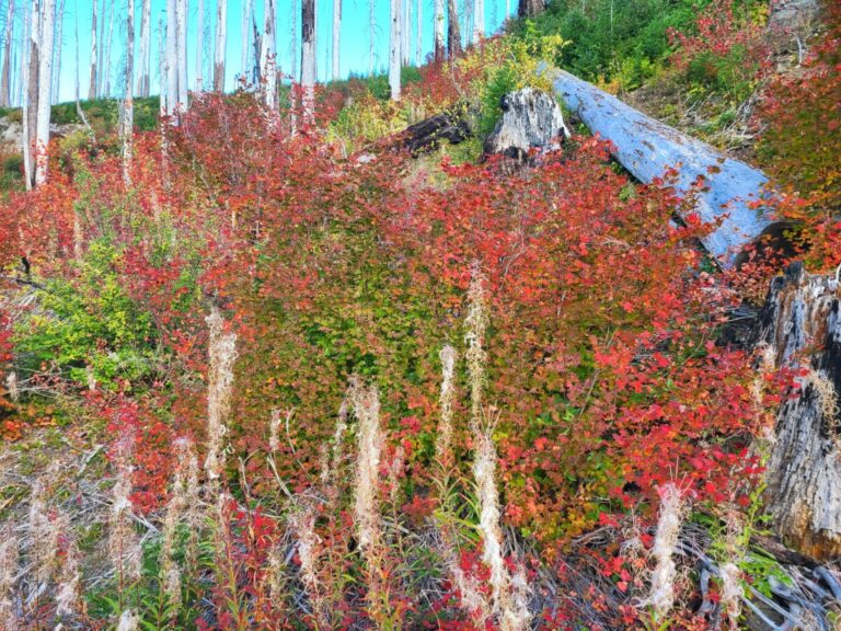 Seeding Fireweed in front of Vine Maple