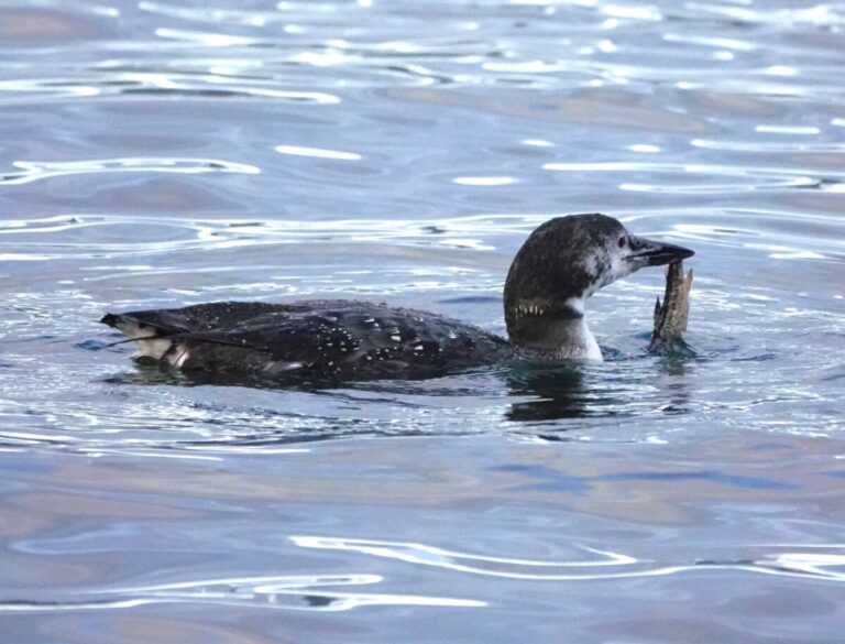 Common Loon with Tiger Trout