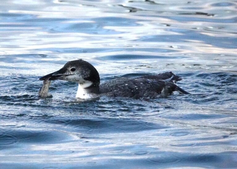 Common Loon with Tiger Trout