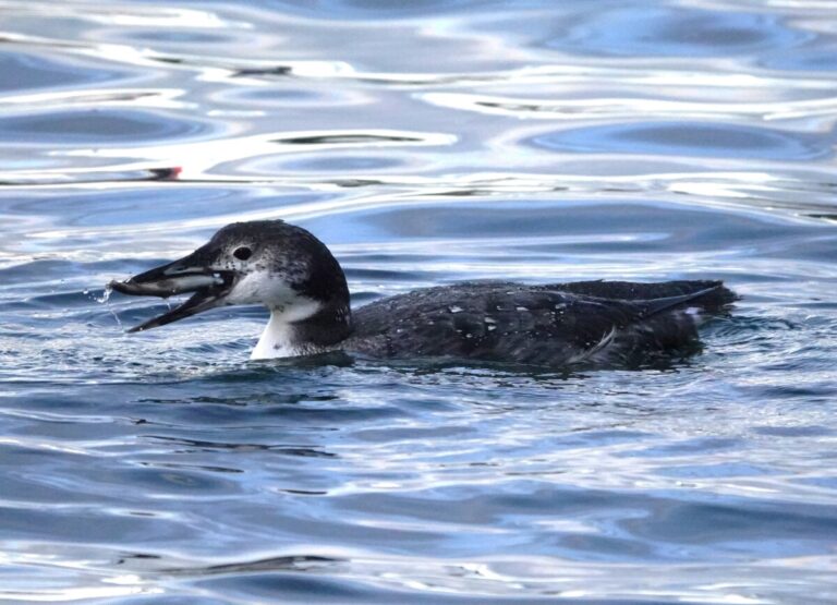 Common Loon with Tiger Trout