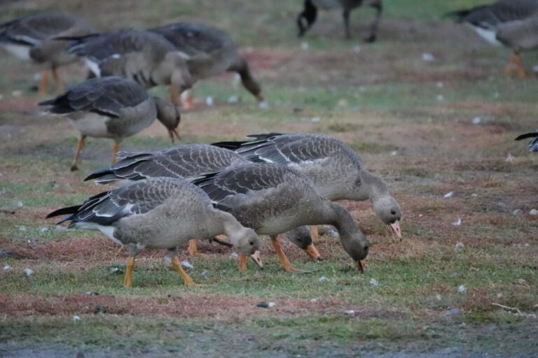 Greater White-fronted Geese