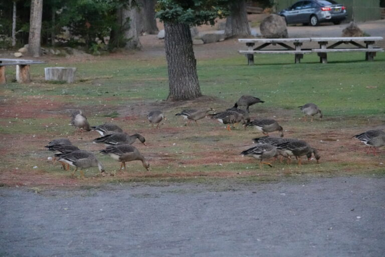 Greater White-fronted Geese