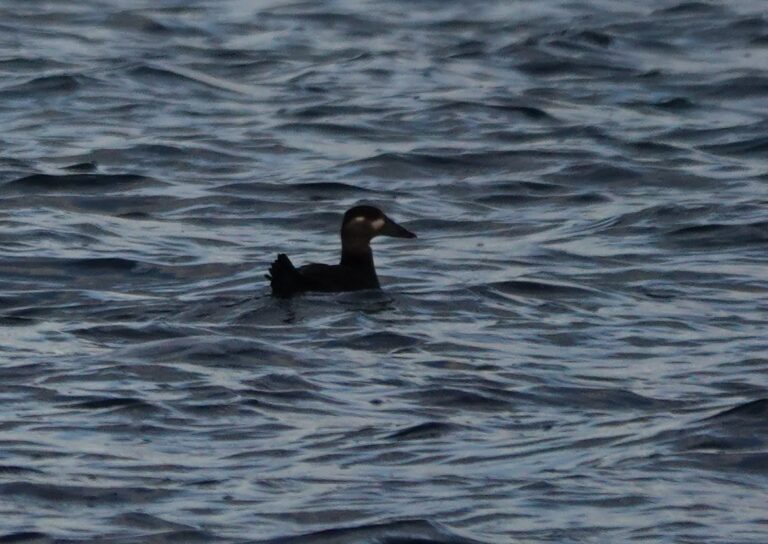 Female Surf Scoter