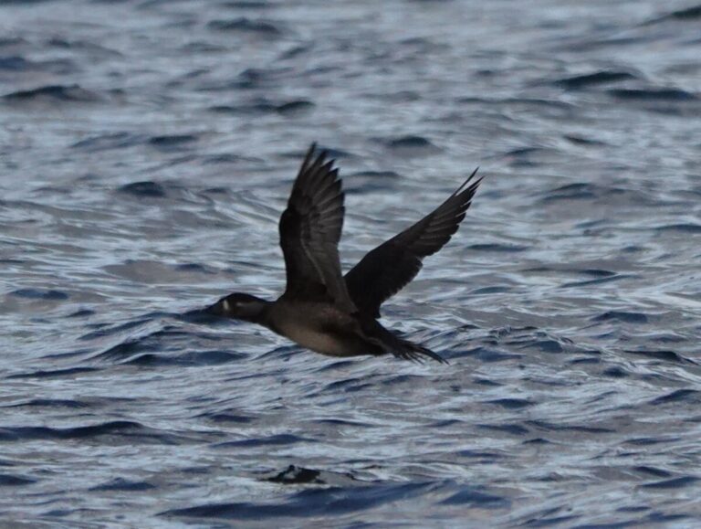 Female Surf Scoter