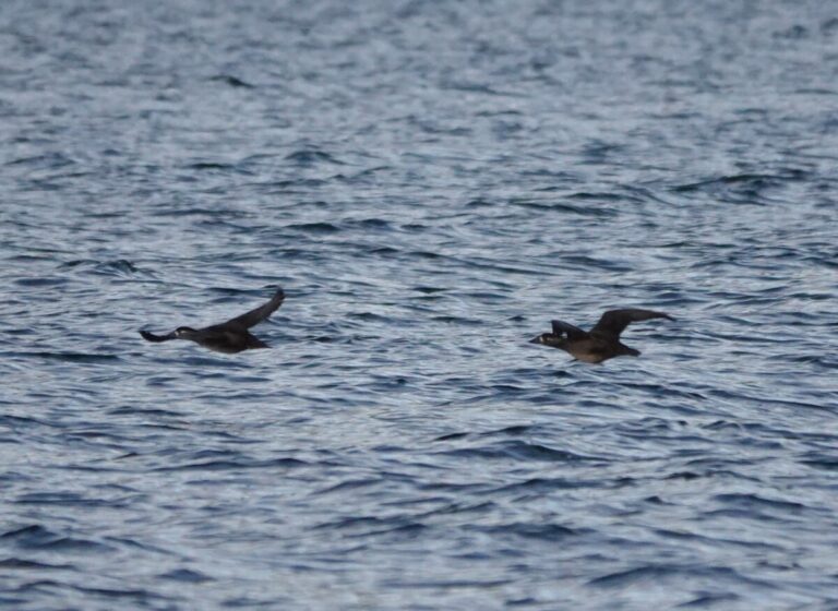 Female Surf Scoters