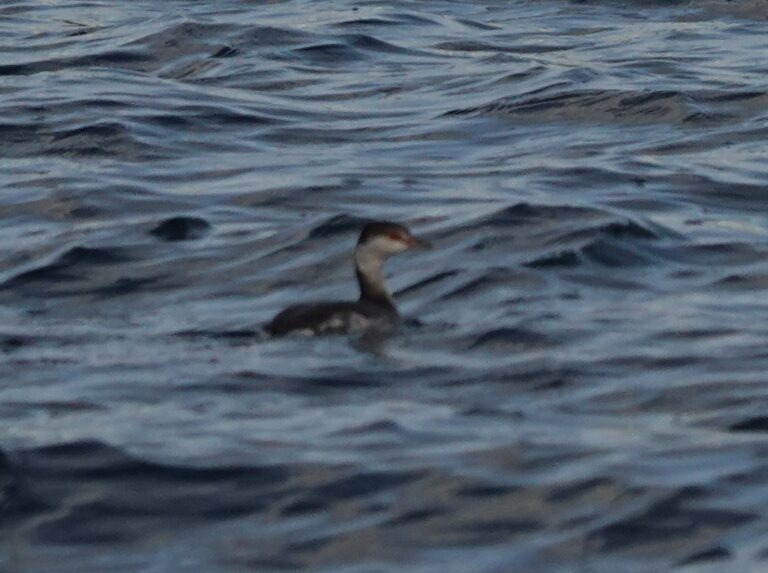 Horned Grebe