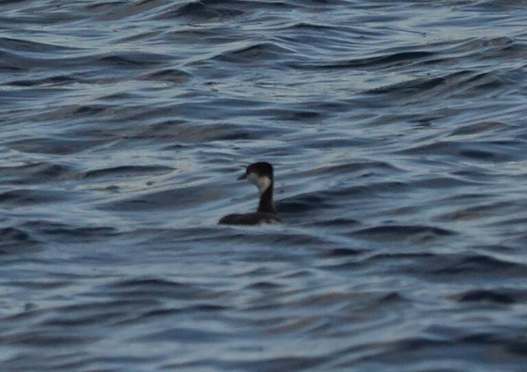 Horned Grebe