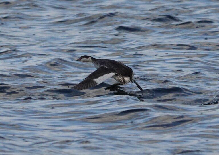 Horned Grebe