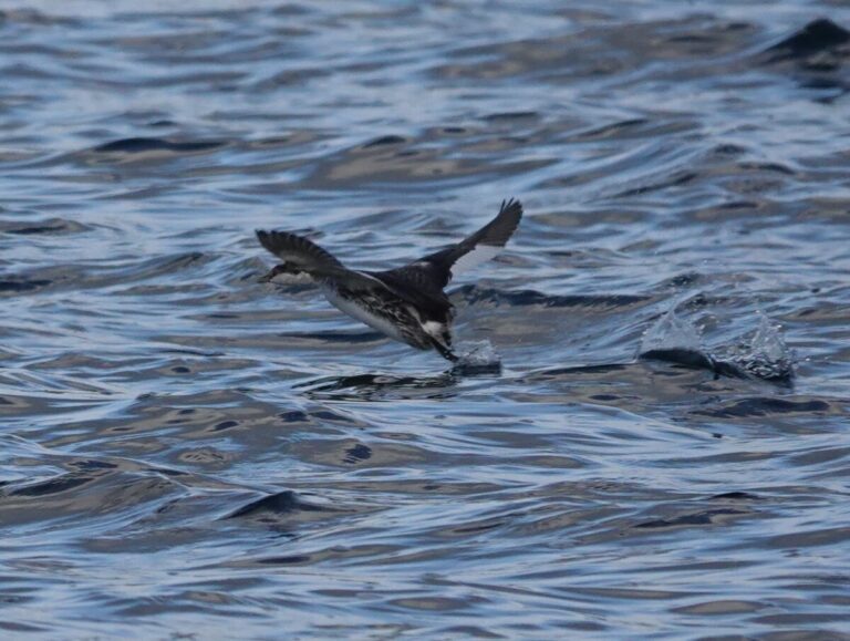 Horned Grebe